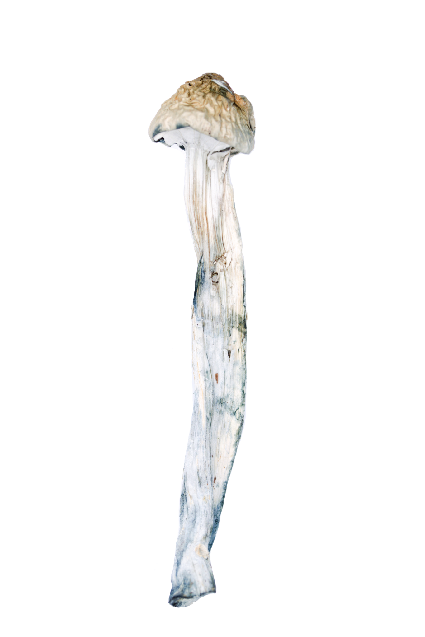 Golden Teachers Golden Teachers